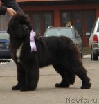 Превью фото № 89765