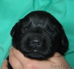 Превью фото № 89964