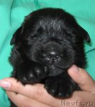 Превью фото № 89965