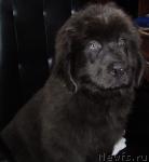 Превью фото № 900