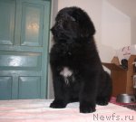 Превью фото № 90028