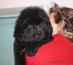 Превью фото № 90031