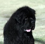 Превью фото № 90054