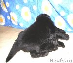 Превью фото № 90061