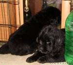 Превью фото № 90066