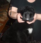 Превью фото № 90111