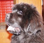 Превью фото № 90234