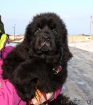 Превью фото № 90253