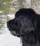 Превью фото № 90315