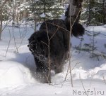 Превью фото № 90318