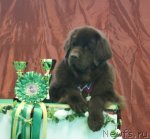 Превью фото № 90499