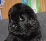 Превью фото № 90683