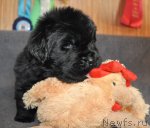 Превью фото № 90685