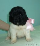 Превью фото № 90820