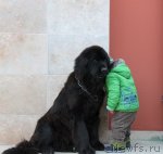 Превью фото № 90956