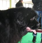 Превью фото № 90970