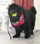 Превью фото № 90980