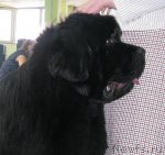 Превью фото № 90989