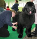 Превью фото № 90998