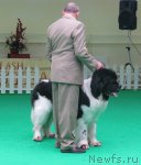 Превью фото № 91013