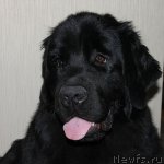 Превью фото № 91080