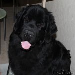 Превью фото № 91081