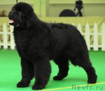 Превью фото № 91271