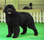 Превью фото № 91272