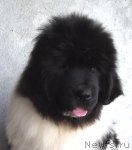 Превью фото № 91400