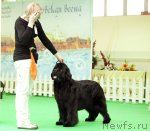 Превью фото № 91699