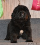 Превью фото № 91723