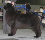 Превью фото № 91775