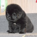 Превью фото № 91851