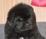 Превью фото № 91852