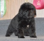 Превью фото № 91855