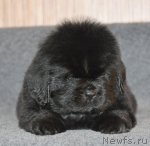 Превью фото № 91860