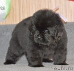 Превью фото № 91861