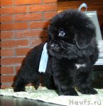 Превью фото № 91907