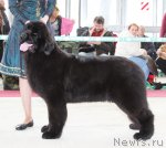 Превью фото № 91949