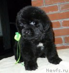 Превью фото № 92051