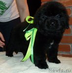 Превью фото № 92055