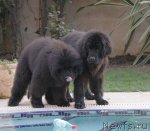 Превью фото № 92079