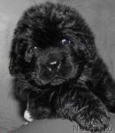 Превью фото № 92081