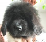 Превью фото № 92136