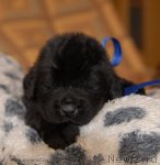 Превью фото № 92204