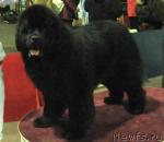 Превью фото № 9221