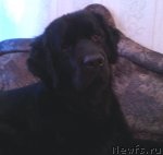 Превью фото № 92256