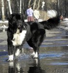 Превью фото № 92337