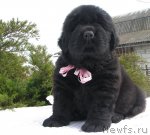 Превью фото № 92351