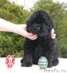 Превью фото № 92352